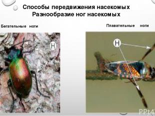 Способы передвижения насекомых Разнообразие ног насекомых Бегательные ноги Плава