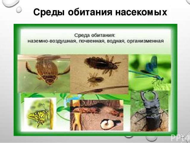 Среды обитания насекомых