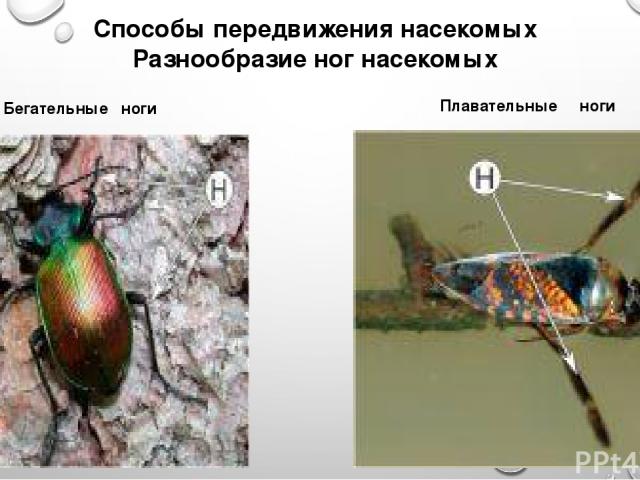 Способы передвижения насекомых Разнообразие ног насекомых Бегательные ноги Плавательные ноги