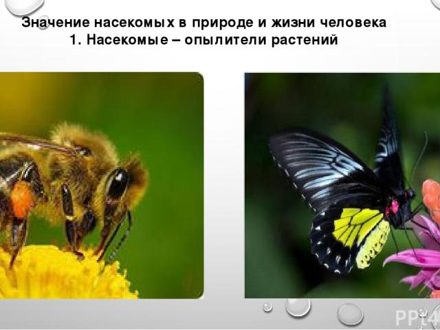 Значение насекомых в природе и жизни человека 1. Насекомые – опылители растений