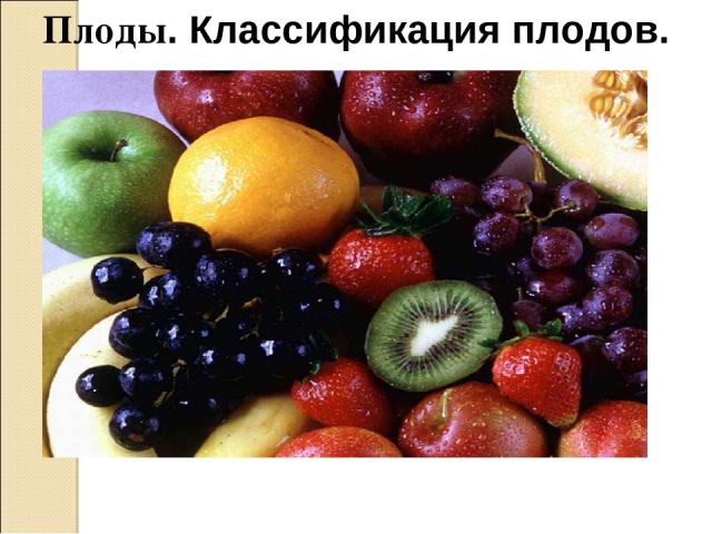 Плоды. Классификация плодов.