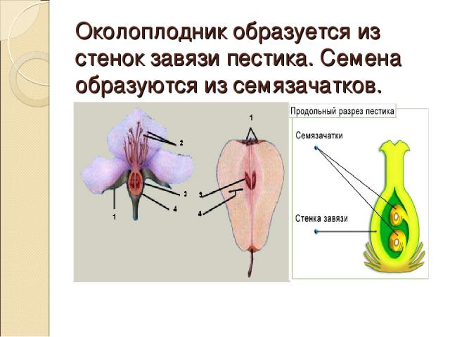 Околоплодник образуется из стенок завязи пестика. Семена образуются из семязачатков.