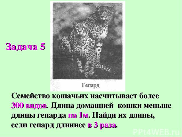 Семейство кошачьих насчитывает более 300 видов. Длина домашней кошки меньше длины гепарда на 1м. Найди их длины, если гепард длиннее в 3 раза. Задача 5