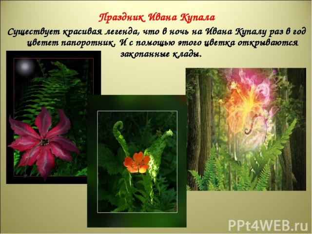 Праздник Ивана Купала Существует красивая легенда, что в ночь на Ивана Купалу раз в год цветет папоротник. И с помощью этого цветка открываются закопанные клады.