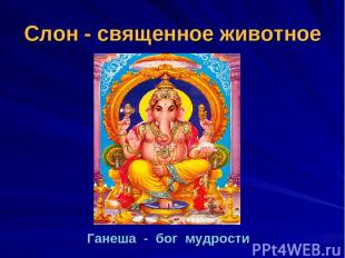 Слон - священное животное Ганеша - бог мудрости