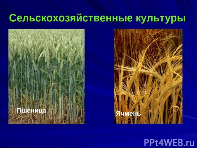 Сельскохозяйственные культуры Пшеница Ячмень