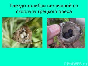 Гнездо колибри величиной со скорлупу грецкого ореха
