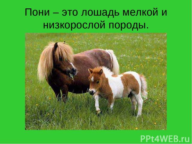 Пони – это лошадь мелкой и низкорослой породы.