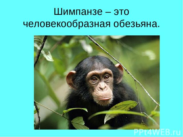 Шимпанзе – это человекообразная обезьяна.