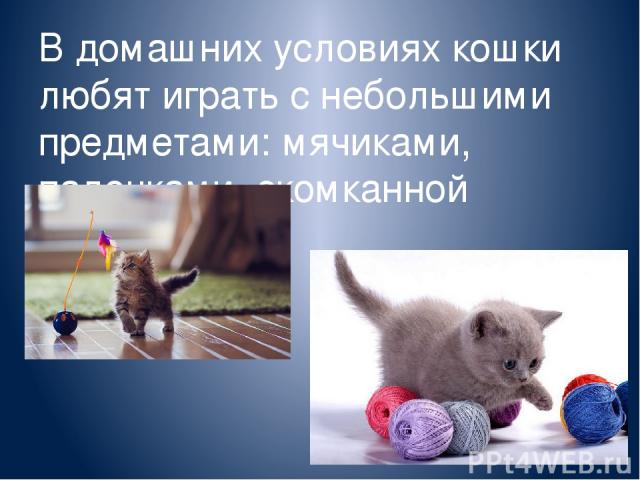 В домашних условиях кошки любят играть с небольшими предметами: мячиками, палочками, скомканной бумагой