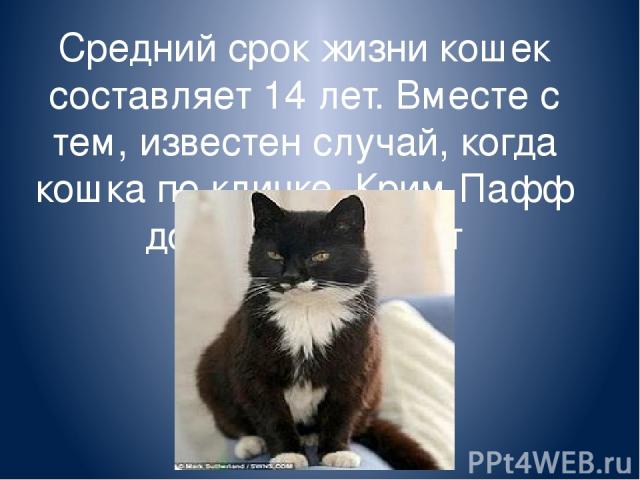 Средний срок жизни кошек составляет 14 лет. Вместе с тем, известен случай, когда кошка по кличке Крим Пафф дожила до 38 лет