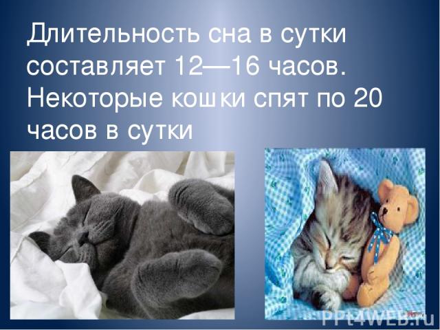 Длительность сна в сутки составляет 12—16 часов. Некоторые кошки спят по 20 часов в сутки