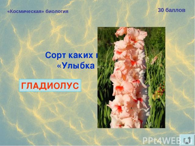 «Космическая» биология 30 баллов Сорт каких цветов назван «Улыбка Гагарина»? ГЛАДИОЛУС