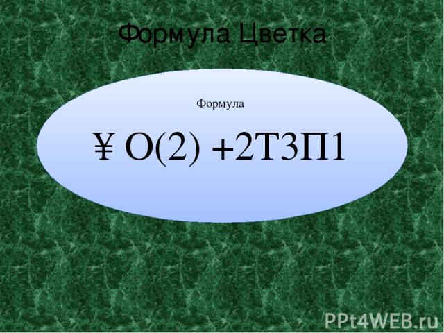 Формула о3 3т3 3п1. О2+2т3п1 формула цветка. О(2)+2т3п1. Формула цветка: л(2)т3п1.