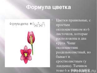 Формула цветка Цветки правильные, с простым околоцветником из 6 листочков, котор