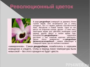 Революционный цветок Вроде дендробиум («живущий на дереве») более тысячи видов.