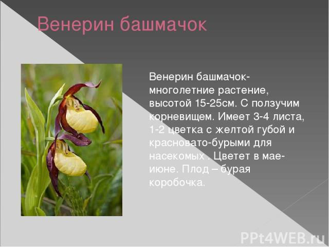 Венерин башмачок Венерин башмачок- многолетние растение, высотой 15-25см. С ползучим корневищем. Имеет 3-4 листа, 1-2 цветка с желтой губой и красновато-бурыми для насекомых . Цветет в мае-июне. Плод – бурая коробочка.