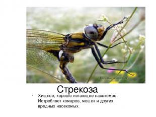Стрекоза Хищное, хорошо летающее насекомое. Истребляет комаров, мошек и других в
