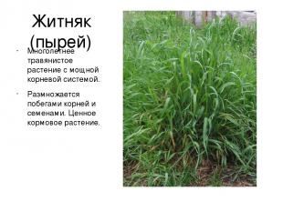 Житняк (пырей) Многолетнее травянистое растение с мощной корневой системой. Разм