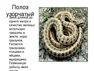 Полоз узорчатый Змея длиной до одного метра в качестве жилища использует трещины