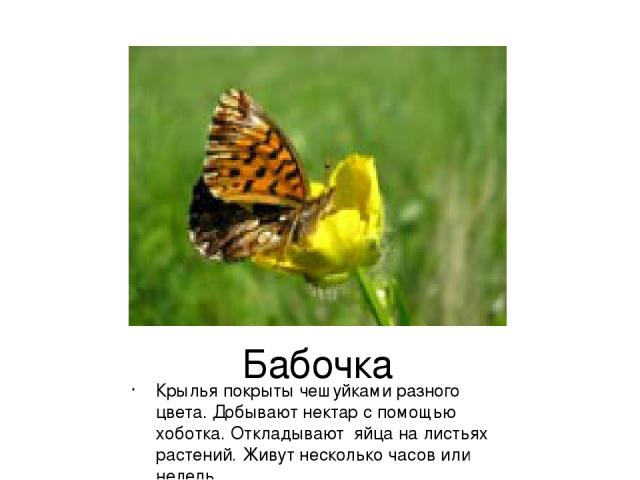 Бабочка Крылья покрыты чешуйками разного цвета. Добывают нектар с помощью хоботка. Откладывают яйца на листьях растений. Живут несколько часов или недель.