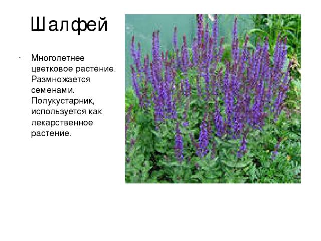 Шалфей Многолетнее цветковое растение. Размножается семенами. Полукустарник, используется как лекарственное растение.