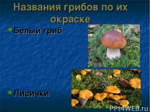 Названия грибов по их окраске Белый гриб Лисички