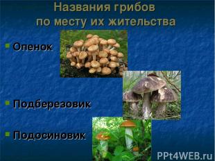Названия грибов по месту их жительства Опенок Подберезовик Подосиновик