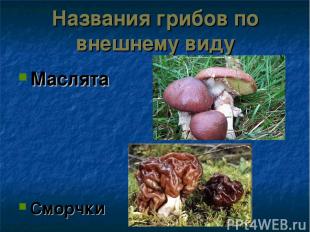 Названия грибов по внешнему виду Маслята Сморчки