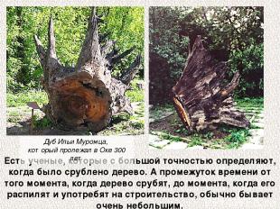 Есть ученые, которые с большой точностью определяют, когда было срублено дерево.