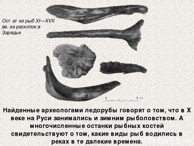 Найденные археологами ледорубы говорят о том, что в Х веке на Руси занимались и зимним рыболовством. А многочисленные останки рыбных костей свидетельствуют о том, какие виды рыб водились в реках в те далекие времена. Остатки рыб XI—XVII вв. из раско…