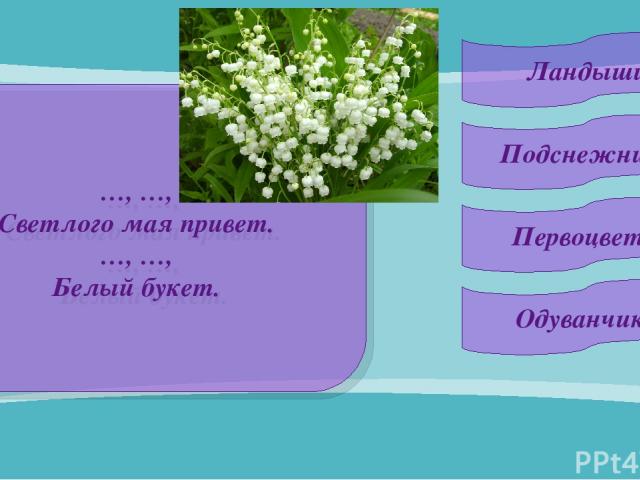 8 …, …, Светлого мая привет. …, …, Белый букет. Подснежники Ландыши Первоцветы Одуванчики