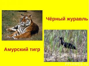 Чёрный журавль Амурский тигр