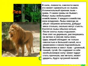 С = В Лев В силе, ловкости, смелости мало кто может сравниться со львом. Отличит