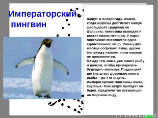 Императорский пингвин Живут в Антарктиде. Зимой, когда морозы достигают минус ше