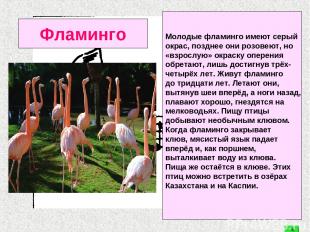 Фламинго Молодые фламинго имеют серый окрас, позднее они розовеют, но «взрослую»