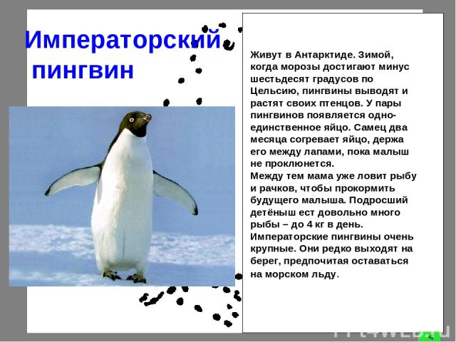 Императорский пингвин Живут в Антарктиде. Зимой, когда морозы достигают минус шестьдесят градусов по Цельсию, пингвины выводят и растят своих птенцов. У пары пингвинов появляется одно-единственное яйцо. Самец два месяца согревает яйцо, держа его меж…