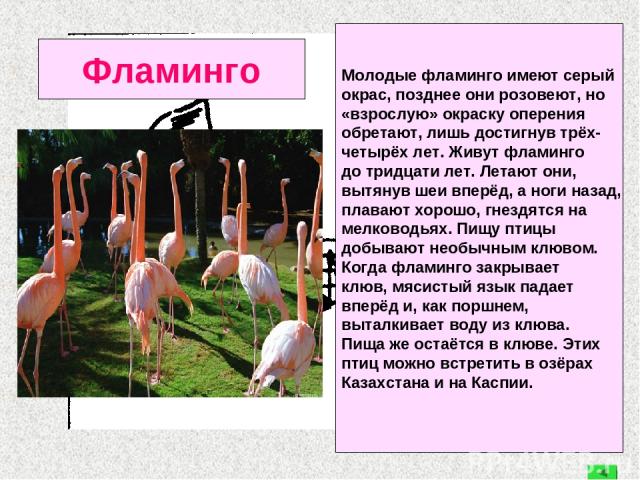 Фламинго Молодые фламинго имеют серый окрас, позднее они розовеют, но «взрослую» окраску оперения обретают, лишь достигнув трёх- четырёх лет. Живут фламинго до тридцати лет. Летают они, вытянув шеи вперёд, а ноги назад, плавают хорошо, гнездятся на …