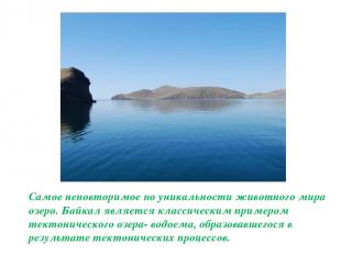 Самое неповторимое по уникальности животного мира озеро. Байкал является классич