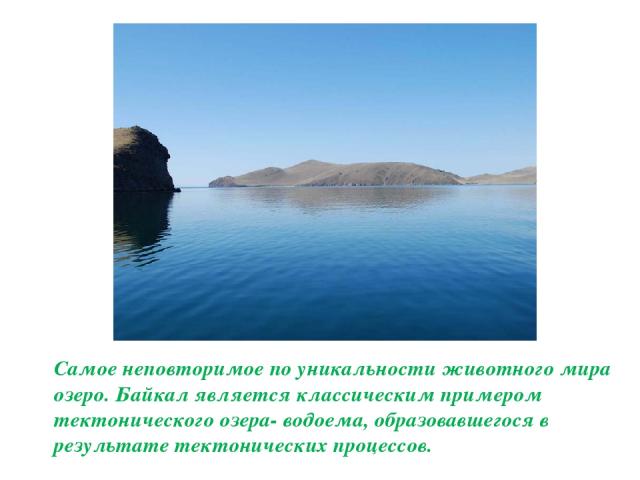 Самое неповторимое по уникальности животного мира озеро. Байкал является классическим примером тектонического озера- водоема, образовавшегося в результате тектонических процессов.