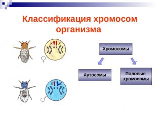 Классификация хромосом организма Хромосомы Аутосомы Половые хромосомы