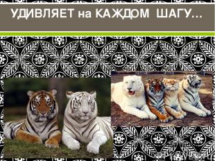 Цвета шкуры тигра могут значительно отличаться друг от друга, включая белый, зол