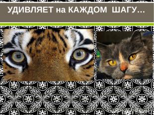 Зрачок круглый (у обычных кошек веретенообразный): кошки – ночные животные, а ти