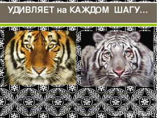 Обычно у тигров желтые глаза, только у белых — голубые. Это связано с мутацией г