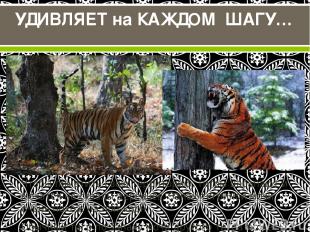 Чтобы пометить свою территорию, тигры царапают и мочатся на стволы деревьев. Зап