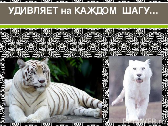 Белые тигры (нет обычной пигментации), но они не являются полностью альбиносами, т.к. имеют следы пигментации. Даже у почти белых тигров будут темные пятна на губах, носу и подушечках лап; а это означает, что они не являются настоящими альбиносами. …