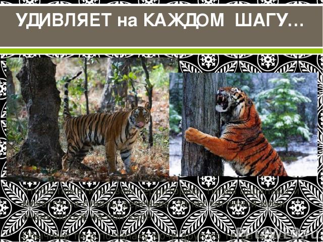 Чтобы пометить свою территорию, тигры царапают и мочатся на стволы деревьев. Запах тигриной мочи очень похож на поп-корн. Обычный тигр по запаху мочи другого тигра может определить возраст, пол и репродуктивные возможности. УДИВЛЯЕТ на КАЖДОМ ШАГУ…
