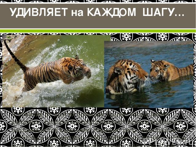 В отличие от других больших кошек, тигры любят купаться. Тигрята часто устраивают игры в водоеме и наслаждаются купанием. Нередко тигр переплывает по нескольку километров, чтобы добраться до мест охоты: известен тигр, который ежедневно плавал по 30 …