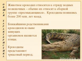 Животное крокодил относится к отряду водных позвоночных – обычно их относят к сб