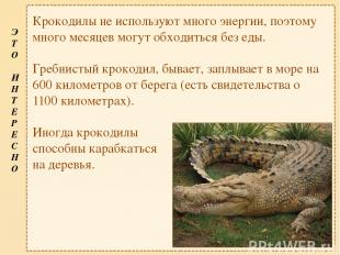 Крокодилы не используют много энергии, поэтому много месяцев могут обходиться бе